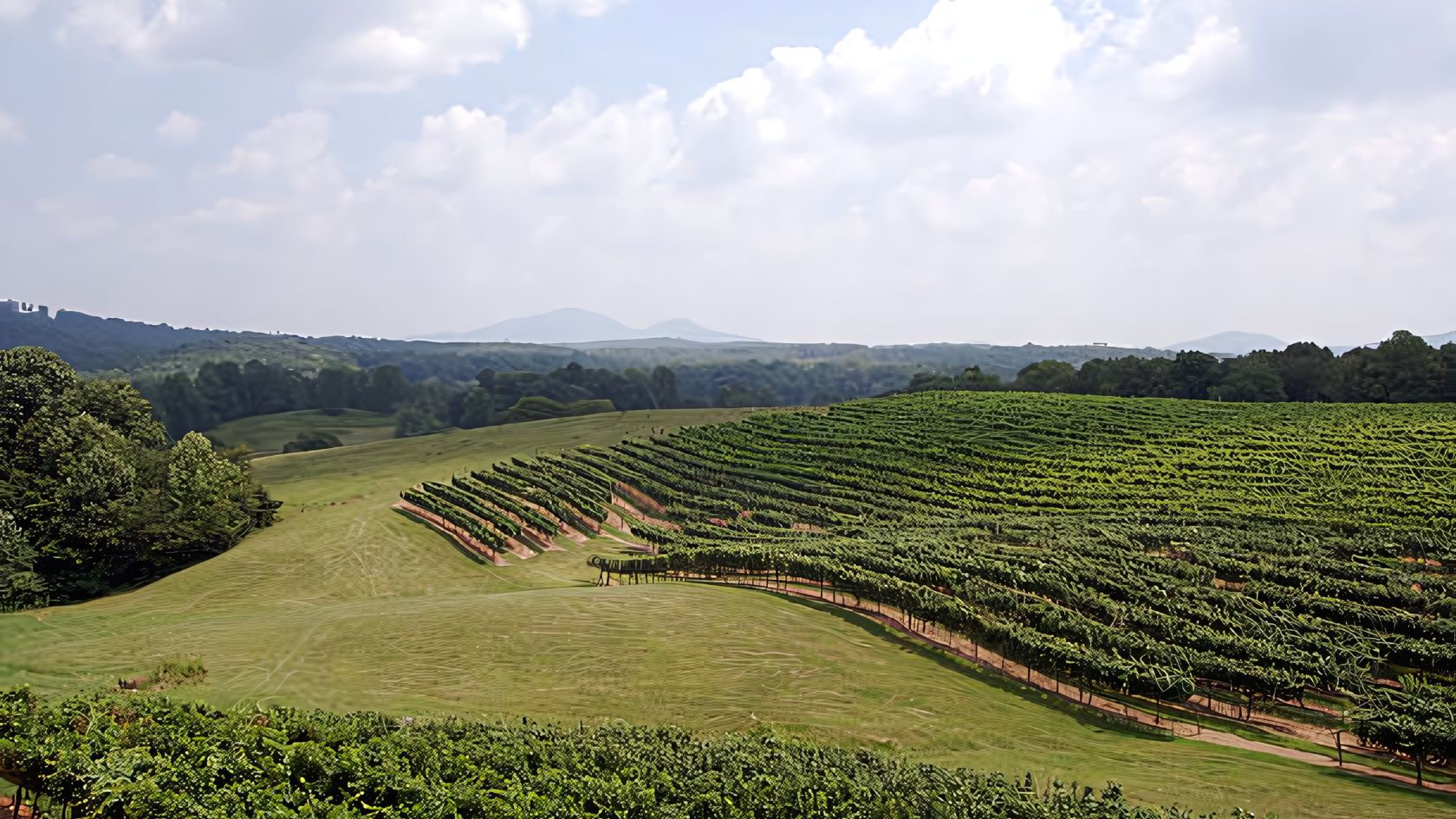 a green field with rows of vines